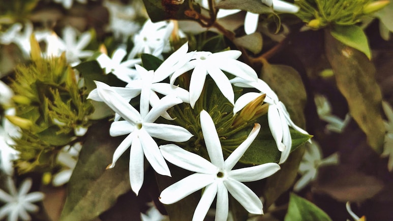 ऐसे लगाएं रात की रानी का पौधा, नहीं करनी होती ज्&zwj;यादा देखभाल, फूलों से महक उठता है घर