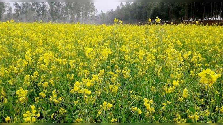 धौलपुर में सरसों और आलू की पैदावार में गिरावट, किसानों को भारी नुकसान