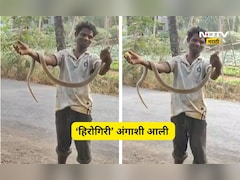 Virar News: साप पकडला, गळ्यात घातला, स्टंट करण्याच्या नादात जीव गेला, अंगावर काटा आणणारा Video