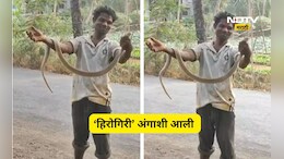 Virar News: साप पकडला, गळ्यात घातला, स्टंट करण्याच्या नादात जीव गेला, अंगावर काटा आणणारा Video