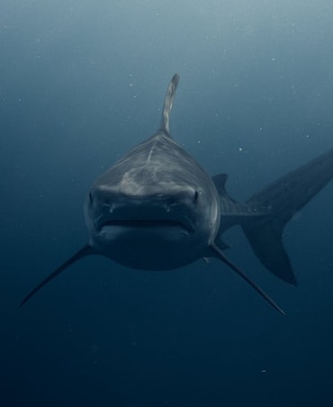 5 Deadliest River Animals In The World