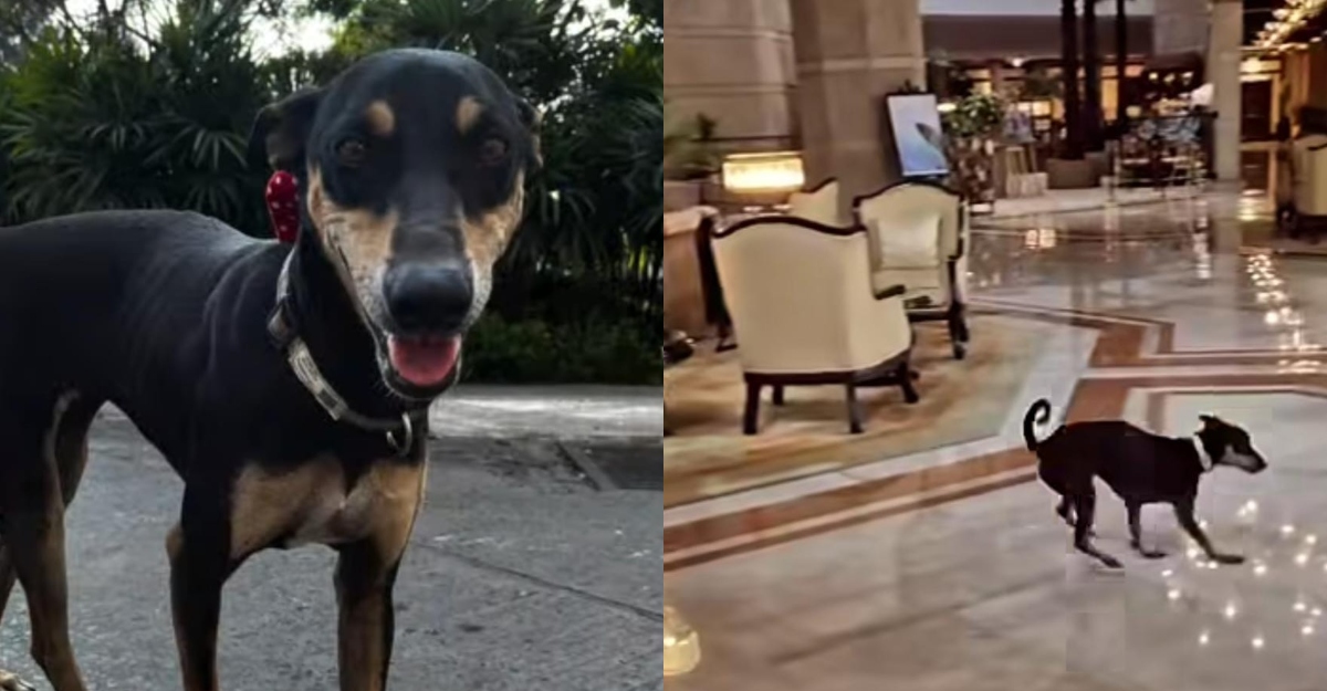 Luxury Hotel Taj Bengal Has A Special Four-Legged Friend To Welcome Guests