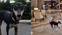 Luxury Hotel Taj Bengal Has A Special Four-Legged Friend To Welcome Guests