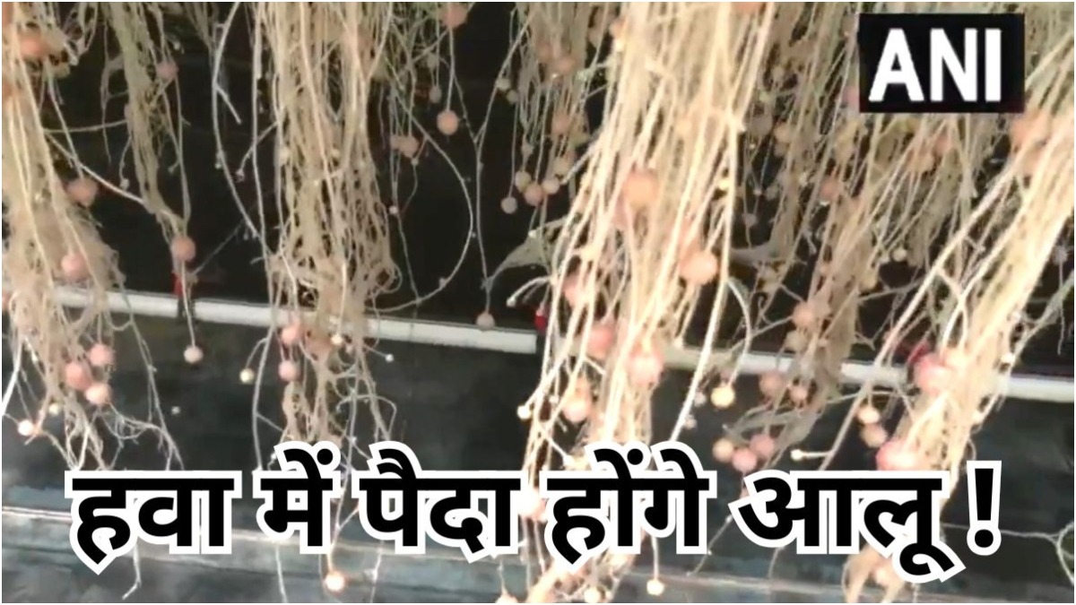 हवा में पैदा होंगे आलू, अब मिट्टी की जरूरत नहीं! ग्वालियर के कृषि वैज्ञानिकों का कमाल