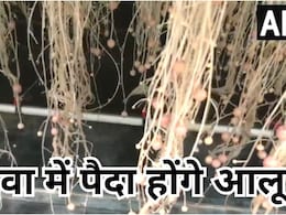 हवा में पैदा होंगे आलू, अब मिट्टी की जरूरत नहीं ! ग्वालियर के कृषि वैज्ञानिकों का कमाल