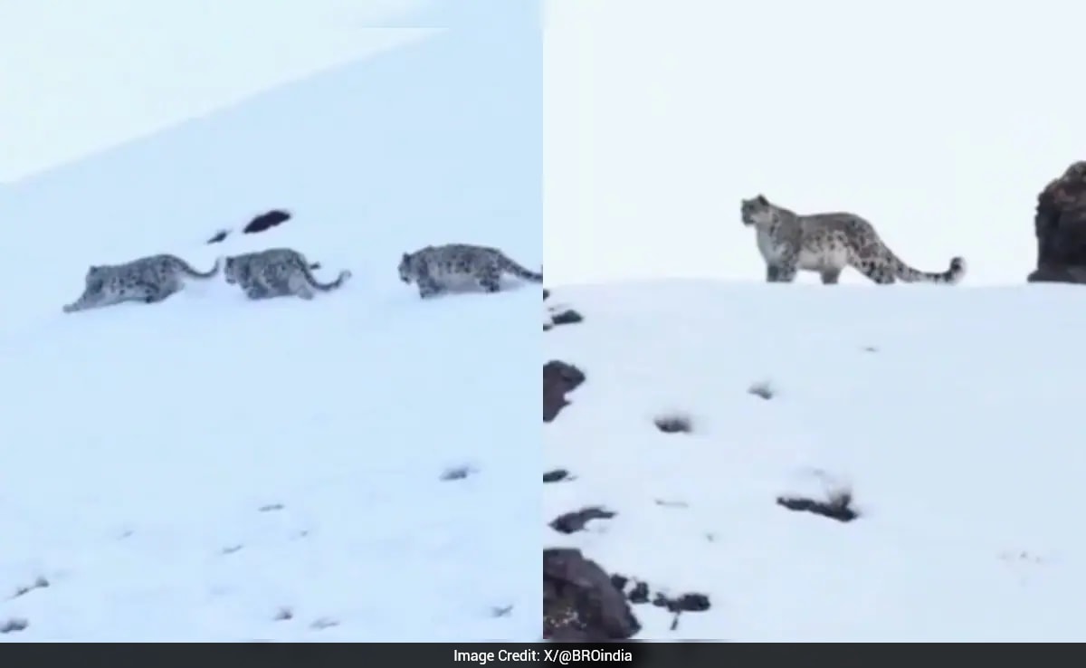 Snow Leopard Family Spotted in Himalayas