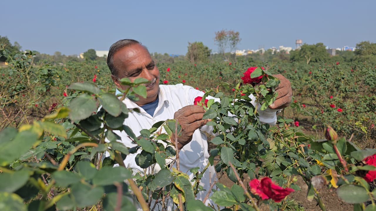 gulab ki kheti agar malwa farmer madhya pradesh rose day valentine week 2026