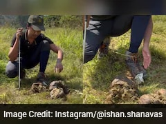 'Alarming Sight': Plastic Found In Elephant Dung Raises Pollution Concerns