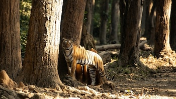 Indian Tigers Are Changing: Report Flags Dangerous Shift in Big Cat Behaviour