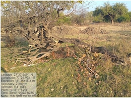 Rajasthan: ब्रज में 'कृष्णकालीन' धरोहर पर चली कुल्हाड़ी, गोवर्धन परिक्रमा मार्ग में काटे गए पूजनीय पीलू के पेड़; NGT सख्त