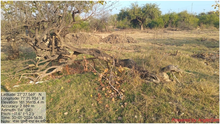 Rajasthan: ब्रज में 'कृष्णकालीन' धरोहर पर चली कुल्हाड़ी, गोवर्धन परिक्रमा मार्ग में काटे गए पूजनीय पीलू के पेड़; NGT सख्त