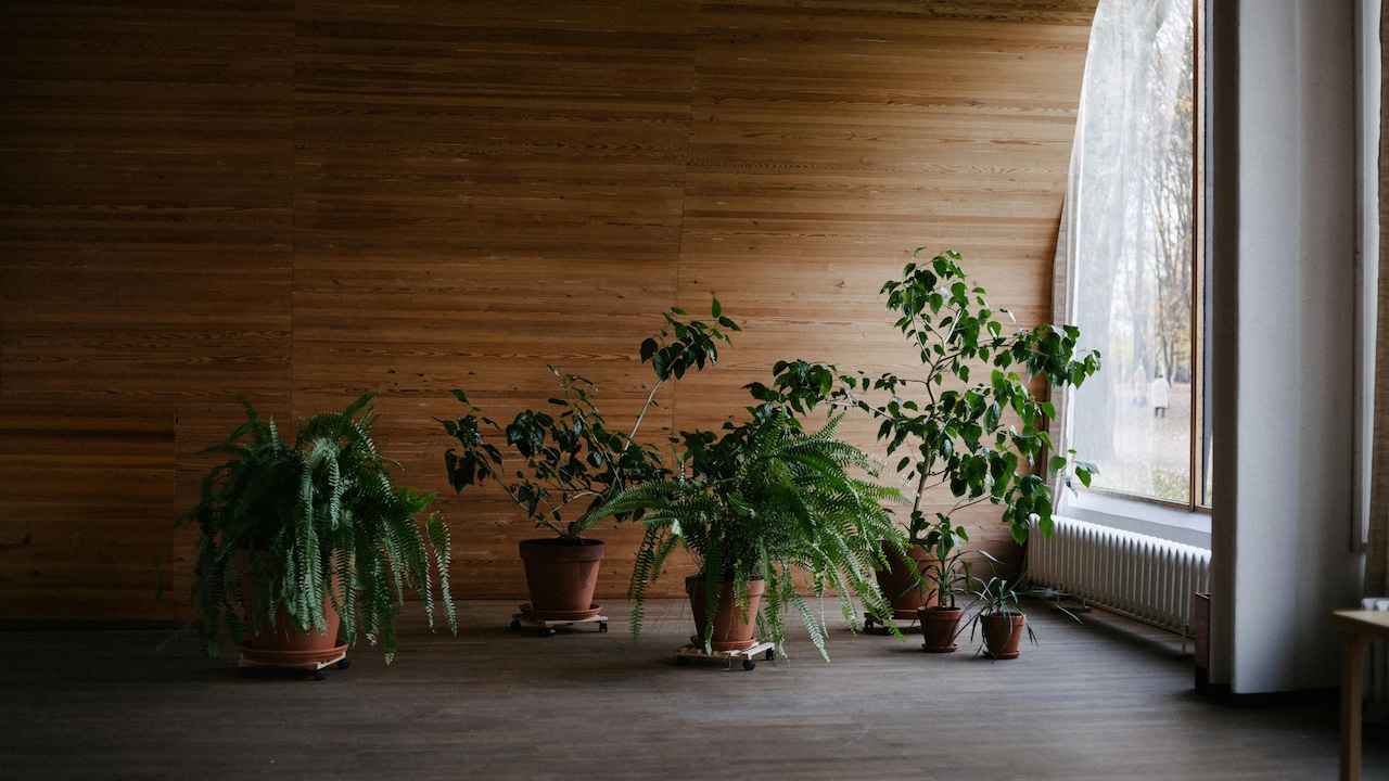 Root Rot in Plants: Signs, Causes and How to Fix It Fast