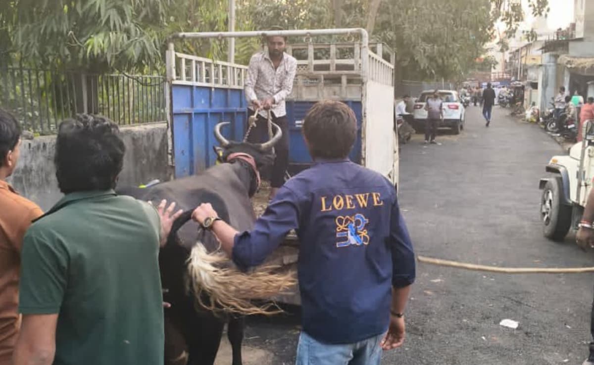 Ahmedabad Goes 'Zero Tolerance' As Task Force Reclaims Streets From Cattle