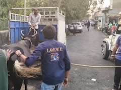 Ahmedabad Goes 'Zero Tolerance' As Task Force Reclaims Streets From Cattle