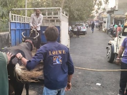 Ahmedabad Goes 'Zero Tolerance' As Task Force Reclaims Streets From Cattle