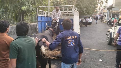 Ahmedabad Goes 'Zero Tolerance' As Task Force Reclaims Streets From Cattle