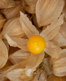 Health Benefits Of Cape Gooseberry