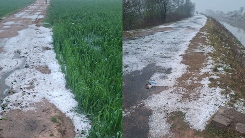 MP Weather: ग्वालियर-आगर मालवा में बारिश के साथ पड़ रहे ओले, कई जिलों में आज बारिश की संभावना