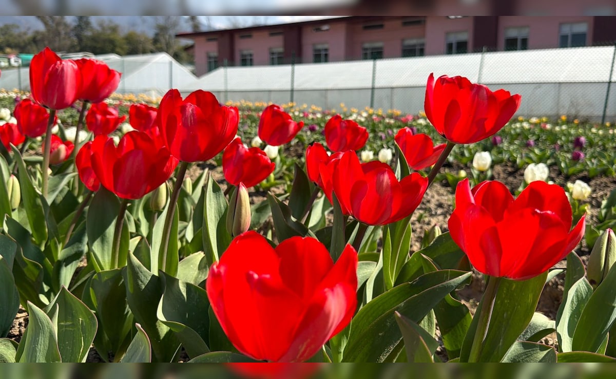 Latest and Breaking News on NDTV