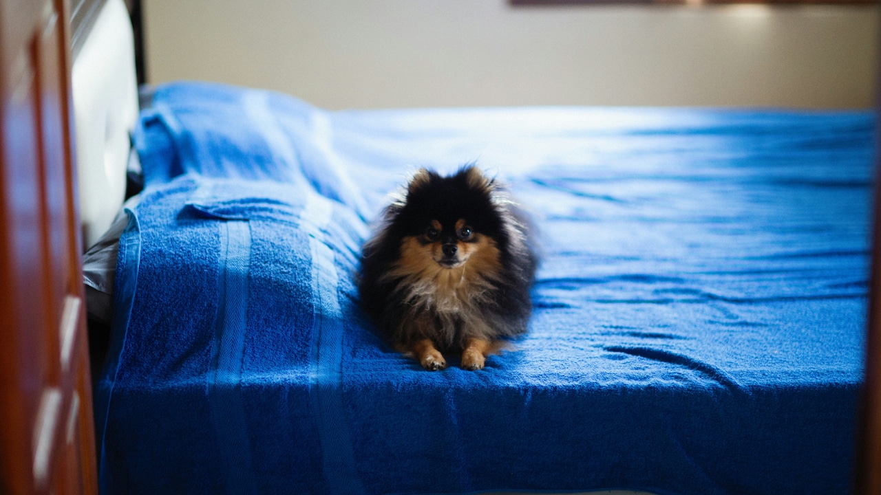 Do Mattress Protectors Affect Comfort? How They Really Change the Feel of Your Mattress Do Mattress Protectors Affect Comfort? How They Really Change the Feel of Your Mattress