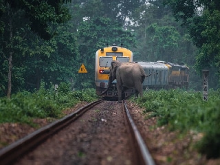 AI कैमरा ने ऐसे बचाई 270 से ज्यादा हाथियों की जान!