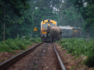 AI कैमरा ने ऐसे बचाई 270 से ज्यादा हाथियों की जान!