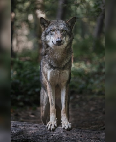 Wolf vs Coyote: What's The Difference