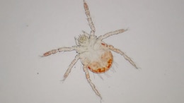 The Deadly Fever In Your Living Room: Why Scrub Typhus Is Moving From Fields To Family Homes