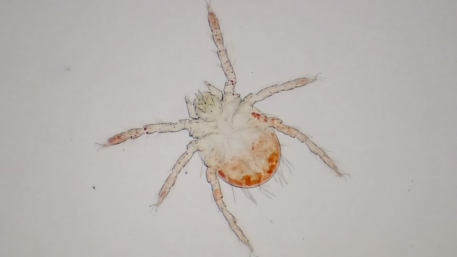 Image of vector (chigger) known to transmit scrub typhus