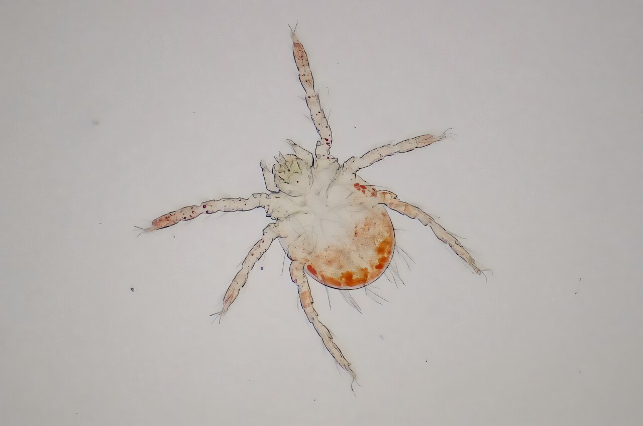 Image of vector (chigger) known to transmit scrub typhus