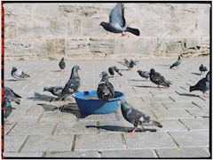 कबूतरों को दाना डालना पड़ा भारी! 71 साल की महिला पर लगा लाखों का जुर्माना