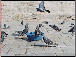 कबूतरों को दाना डालना पड़ा भारी! 71 साल की महिला पर लगा लाखों का जुर्माना