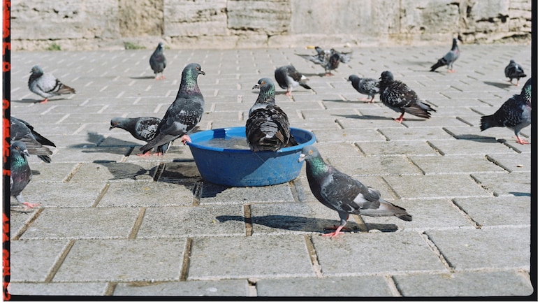 कबूतरों को दाना डालना पड़ा भारी! 71 साल की महिला पर लगा लाखों का जुर्माना