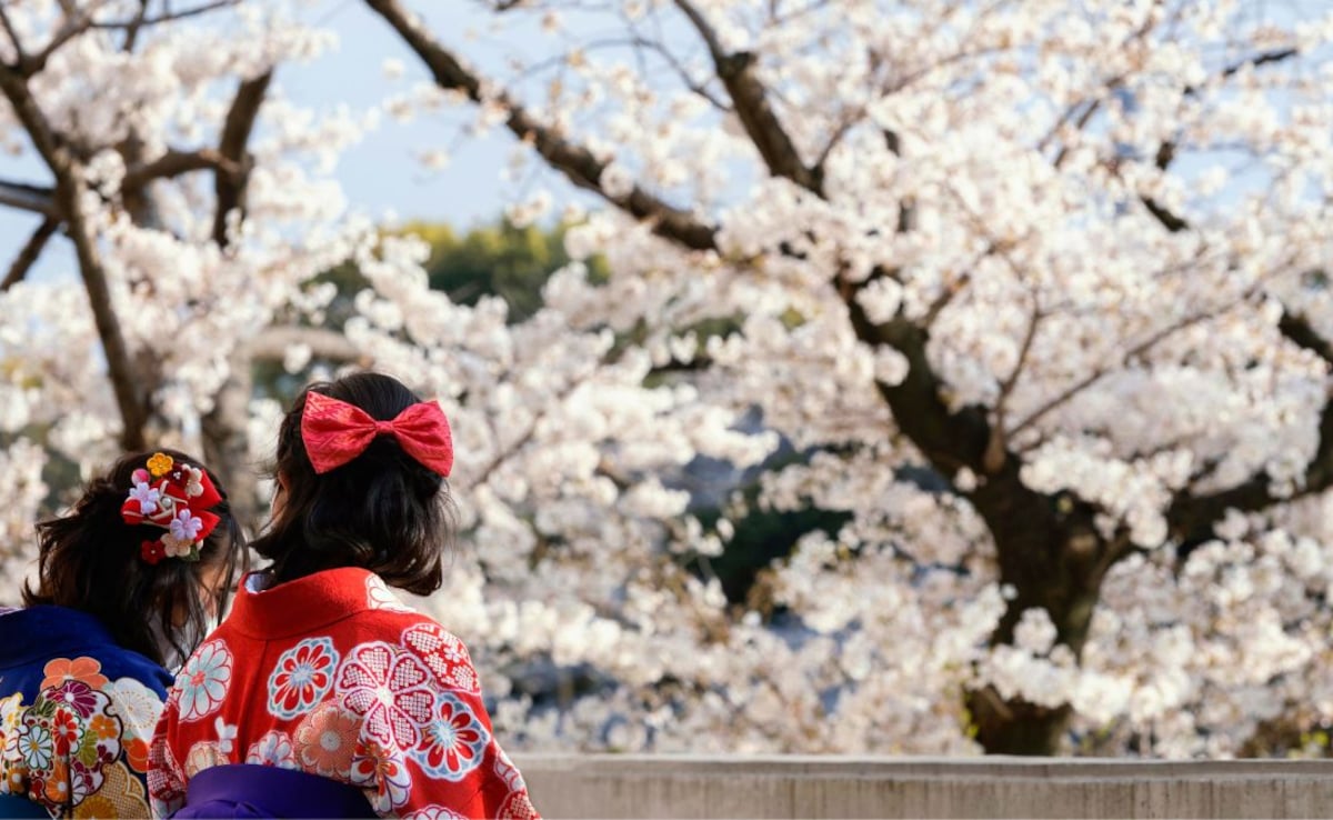 Fallen sakura petals symbolise the brief yet meaningful life of a samurai. Photo: Freepik