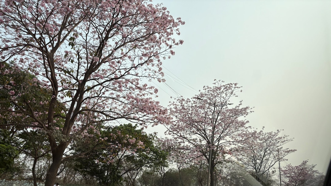 WATCH: Mumbai's 'Cherry Blossom' Season Is Here. Video Shows Stunning Pink Trees
