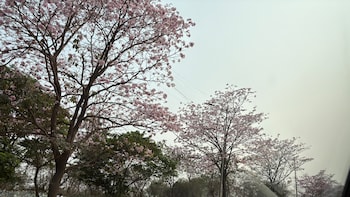 WATCH: Mumbai's 'Cherry Blossom' Season Is Here. Video Shows Stunning Pink Trees