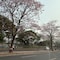 WATCH: Mumbai's 'Cherry Blossom' Season Is Here. Video Shows Stunning Pink Trees