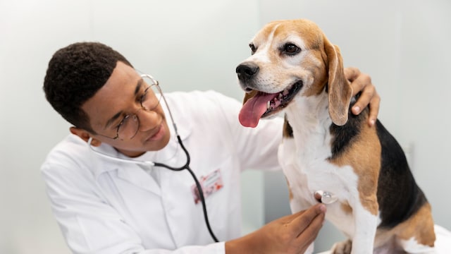 Your pet's health depends on your ability go for regular screenings and vaccinations