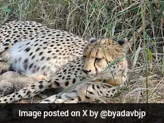 South African Cheetah 'Gamini' Gives Birth To 3 Cubs At Kuno National Park