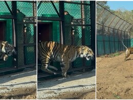 बांधवगढ़ की 'राजकुमारी' अब मुकुंदरा की 'रानी', सरहद लांघकर कोटा पहुंची बाघिन; झामरा घाटी में गूंजी पहली दहाड़