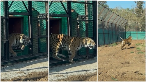 बांधवगढ़ की 'राजकुमारी' अब मुकुंदरा की 'रानी', सरहद लांघकर कोटा पहुंची बाघिन; झामरा घाटी में गूंजी पहली दहाड़