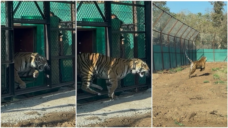 बांधवगढ़ की 'राजकुमारी' अब मुकुंदरा की 'रानी', सरहद लांघकर कोटा पहुंची बाघिन; झामरा घाटी में गूंजी पहली दहाड़