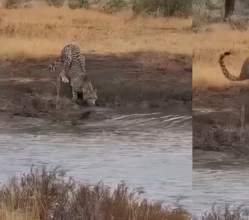 तेंदुआ पानी पी रहा था, तभी मगरमच्छ ने किया जानलेवा हमला, वीडियो देख आंखों पर विश्वास नहीं कर पाएंगे