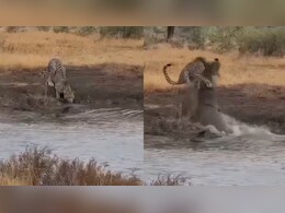 तेंदुआ पानी पी रहा था, तभी मगरमच्छ ने किया जानलेवा हमला, वीडियो देख आंखों पर विश्वास नहीं कर पाएंगे