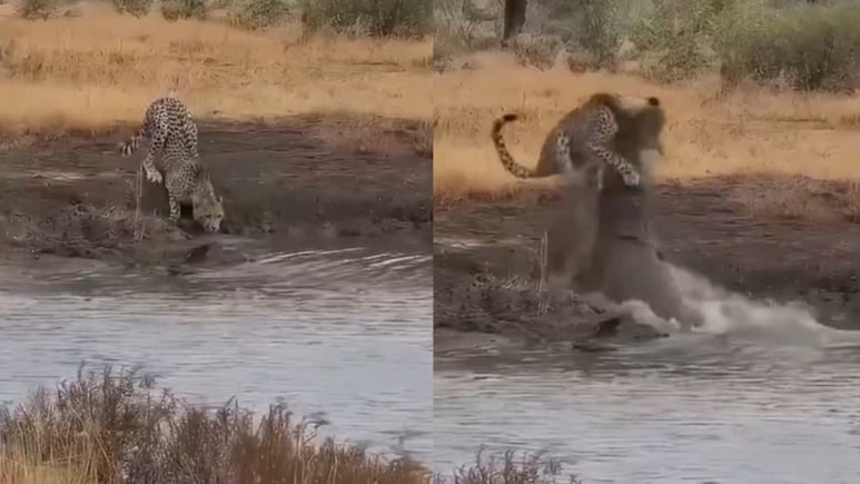 तेंदुआ पानी पी रहा था, तभी मगरमच्छ ने किया जानलेवा हमला, वीडियो देख आंखों पर विश्वास नहीं कर पाएंगे