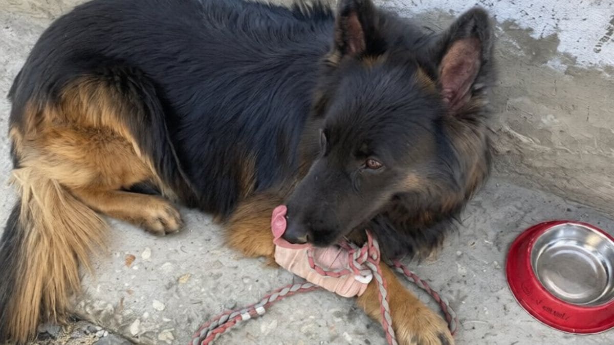 Latest and Breaking News on NDTV