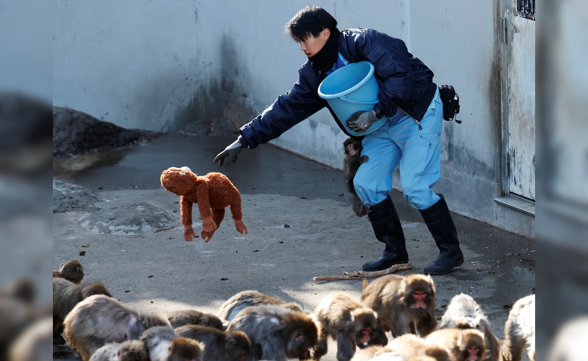 Demand For Plush Toy Carried By Punch Rises, Stuffed Orangutan Listed For Rs 29,000 On eBay