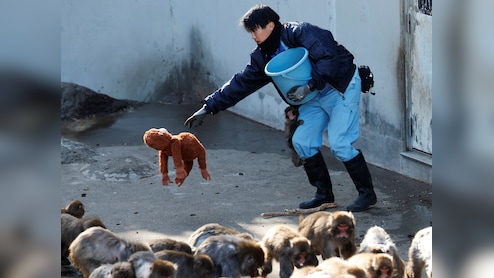 Demand For Plush Toy Carried By Punch Rises, Stuffed Orangutan Listed For Rs 29,000 On eBay