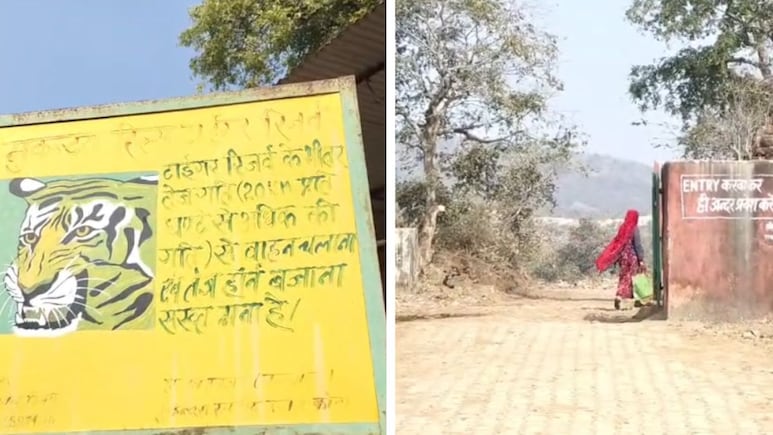 मुकुंदरा हिल्स टाइगर रिजर्व में कब शुरू होगी टाइगर सफारी? किस गेट से मिलेगी एंट्री; आ गया अपडेट