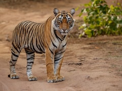 'टाइगर स्टेट’ में बाघों पर दोहरी मार! अंतरराष्ट्रीय तस्कर जेल में, लेकिन मौतों से हिल गया हाईकोर्ट